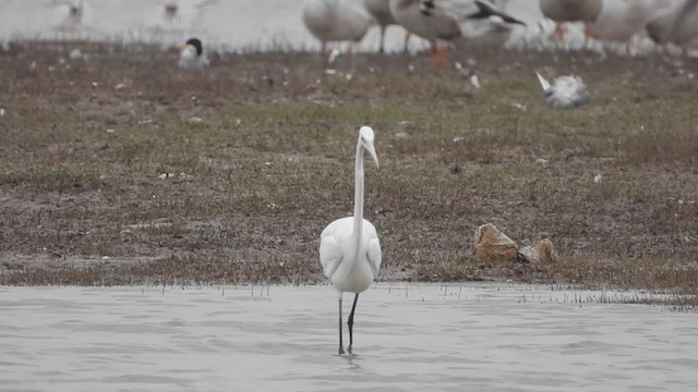 Great Egret - ML310028541