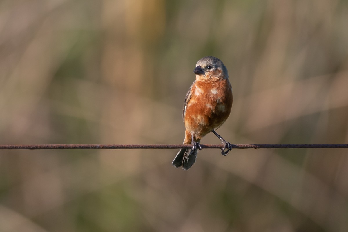 Tawny-bellied Seedeater - Pablo Re