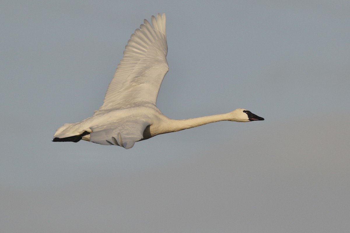 Cygne siffleur - ML310028851