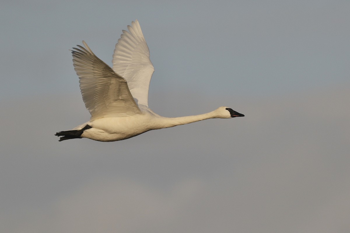 Cygne siffleur - ML310028931