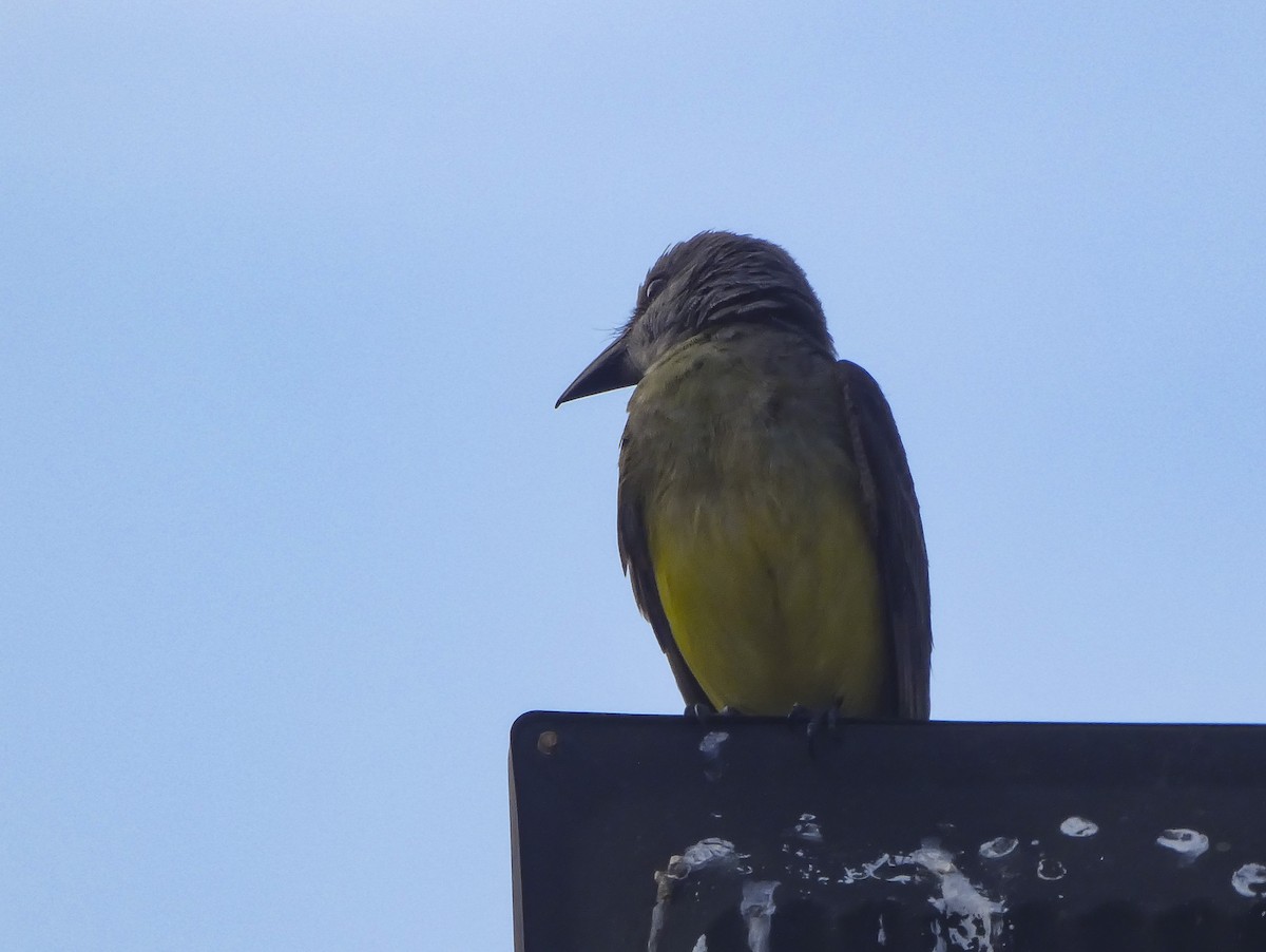 Tropical Kingbird - ML310029551