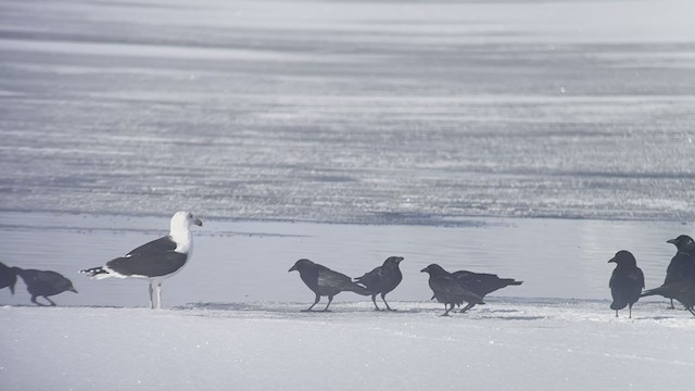 Great Black-backed Gull - ML310030371