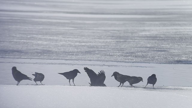 American Crow - ML310030521