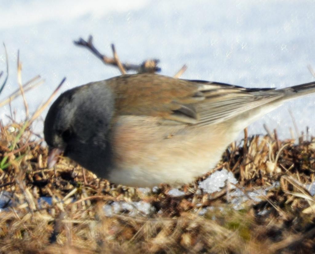 Dark-eyed Junco (Oregon) - ML310030711