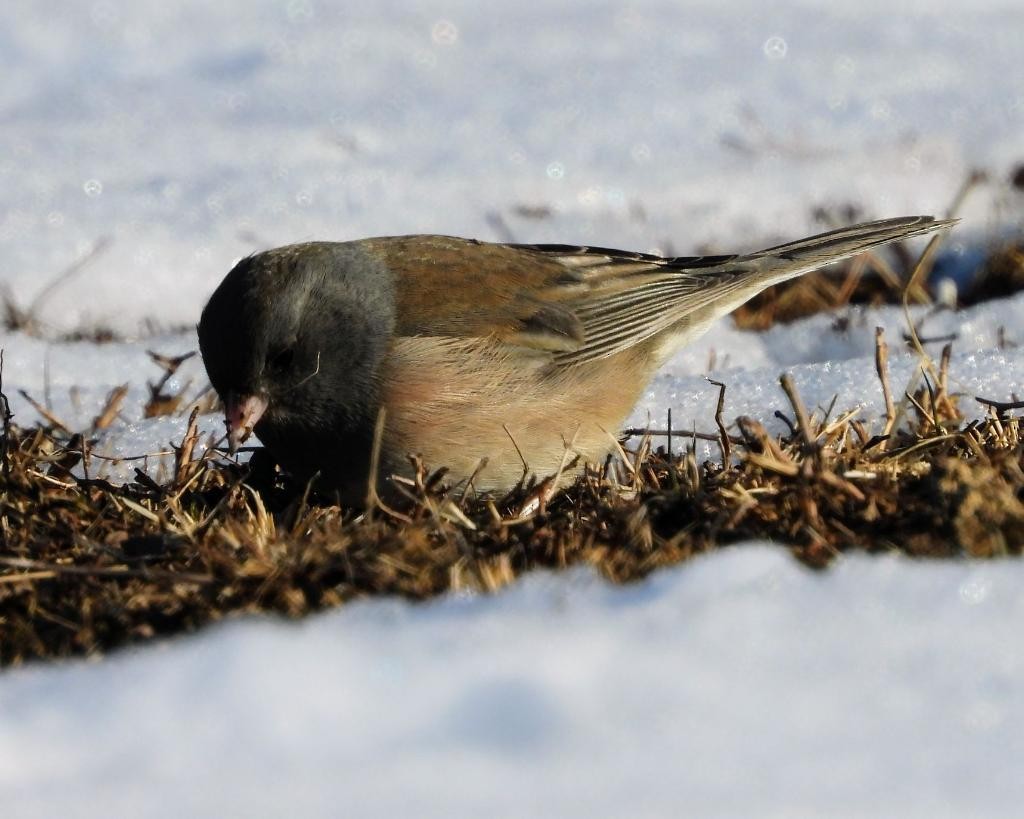 Dark-eyed Junco (Oregon) - ML310030731