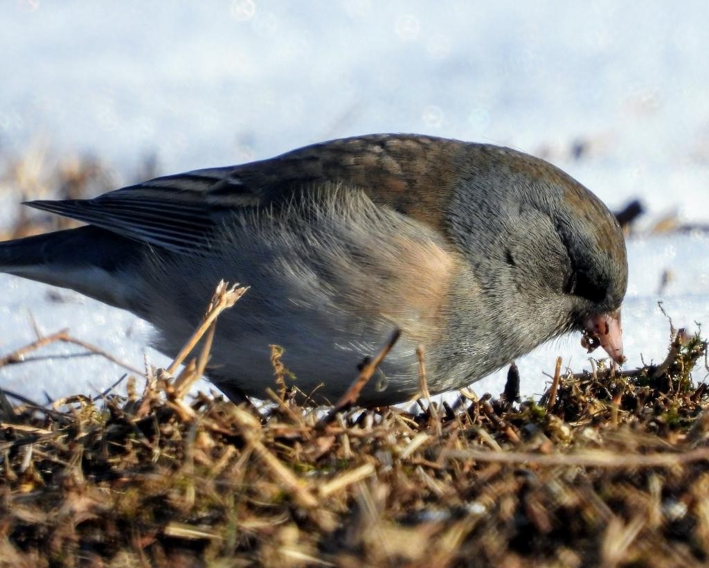 Dark-eyed Junco (Oregon) - ML310030741