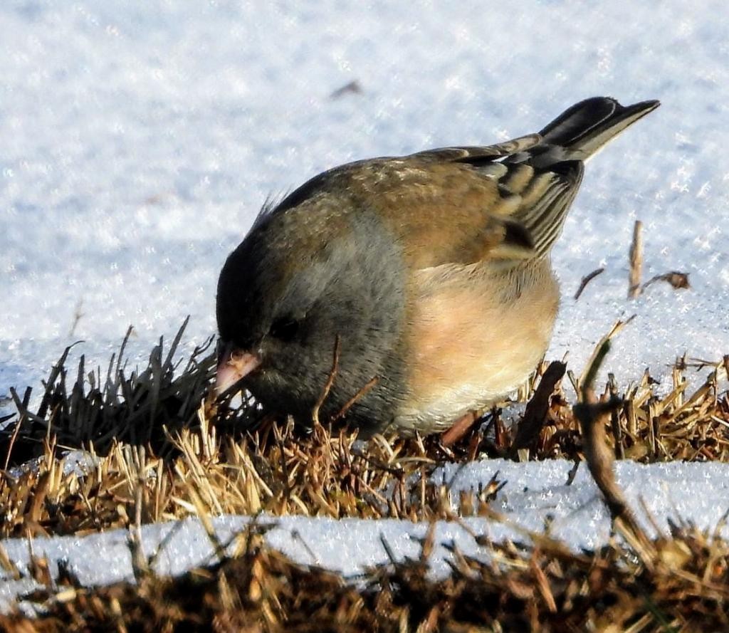 Dark-eyed Junco (Oregon) - ML310030751