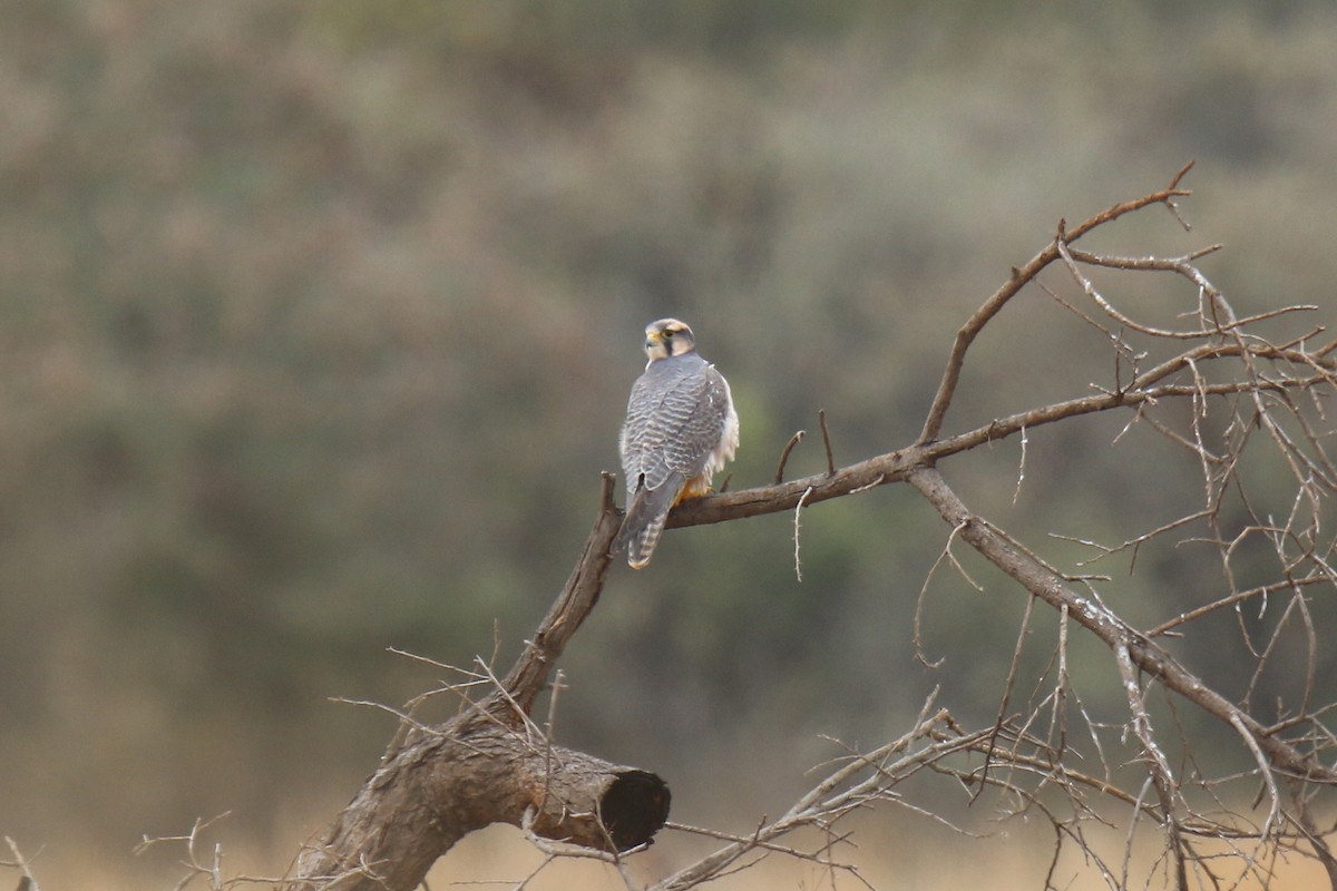 Lanner Falcon - ML31003151