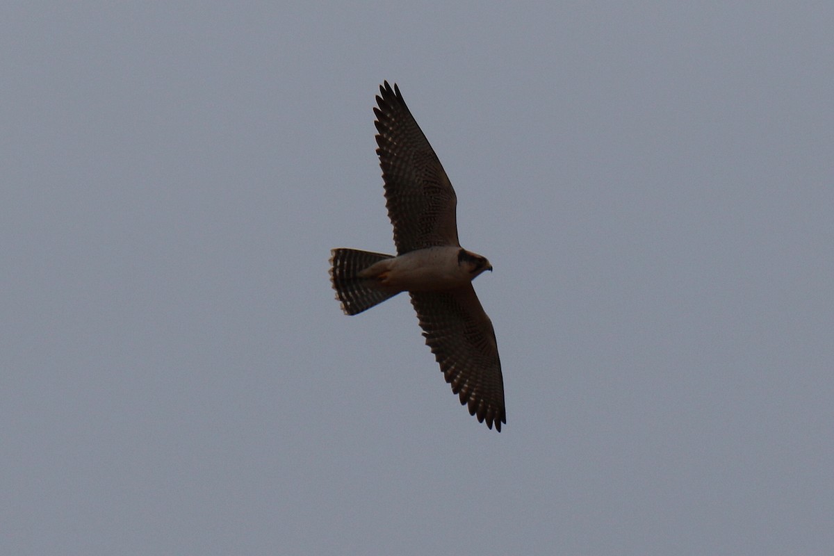 Lanner Falcon - ML31003161