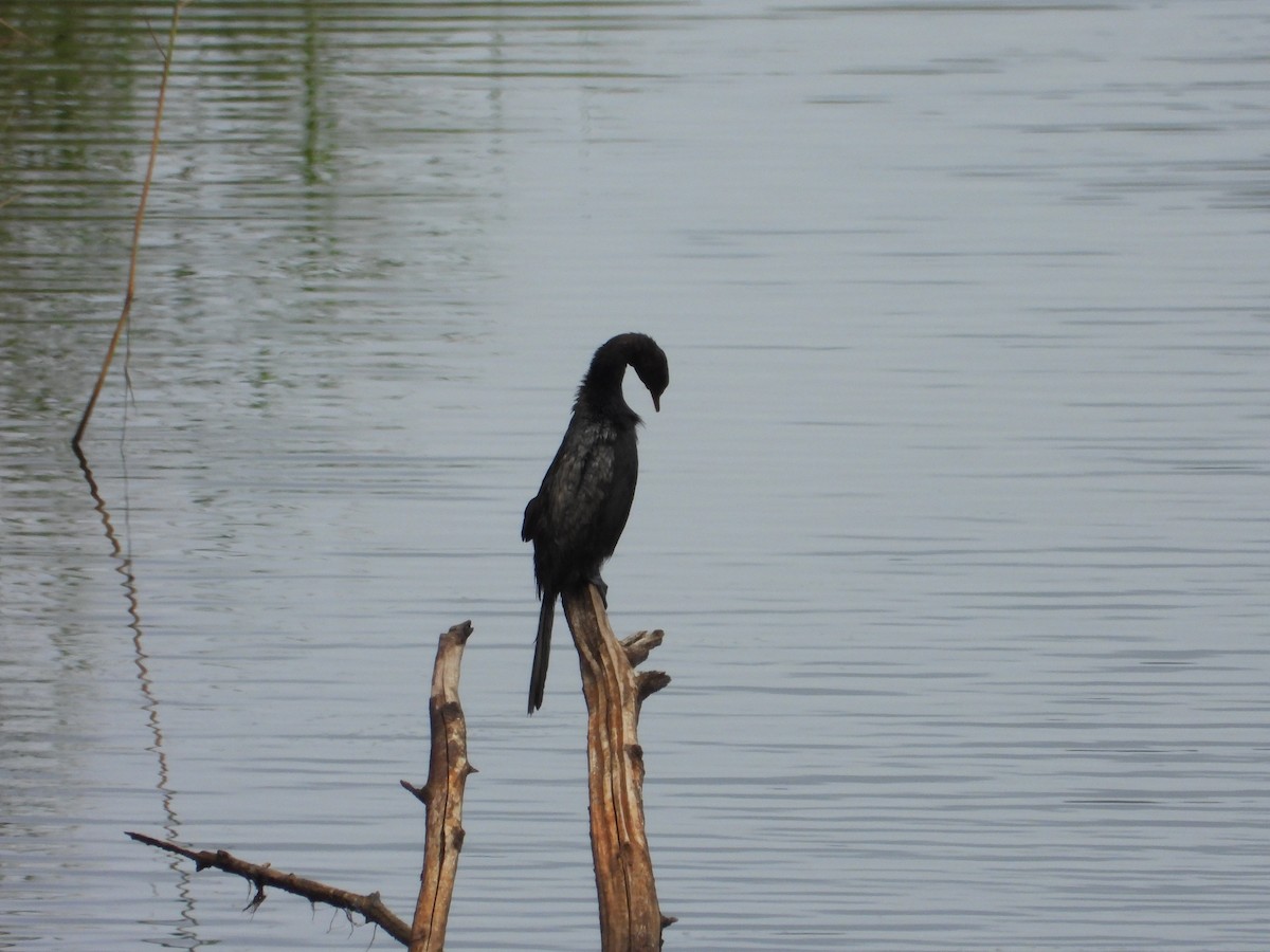 Long-tailed Cormorant - ML310032791