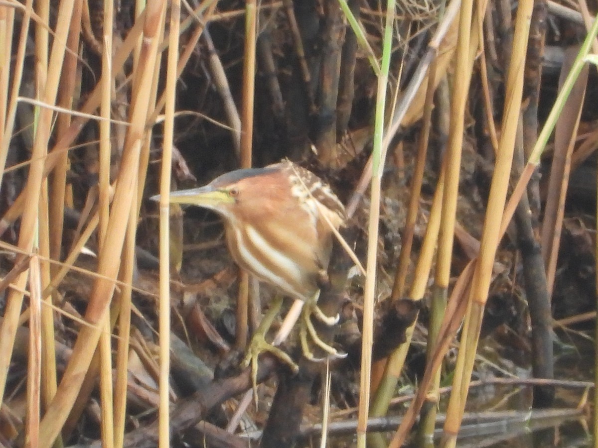 Little Bittern - ML310032801