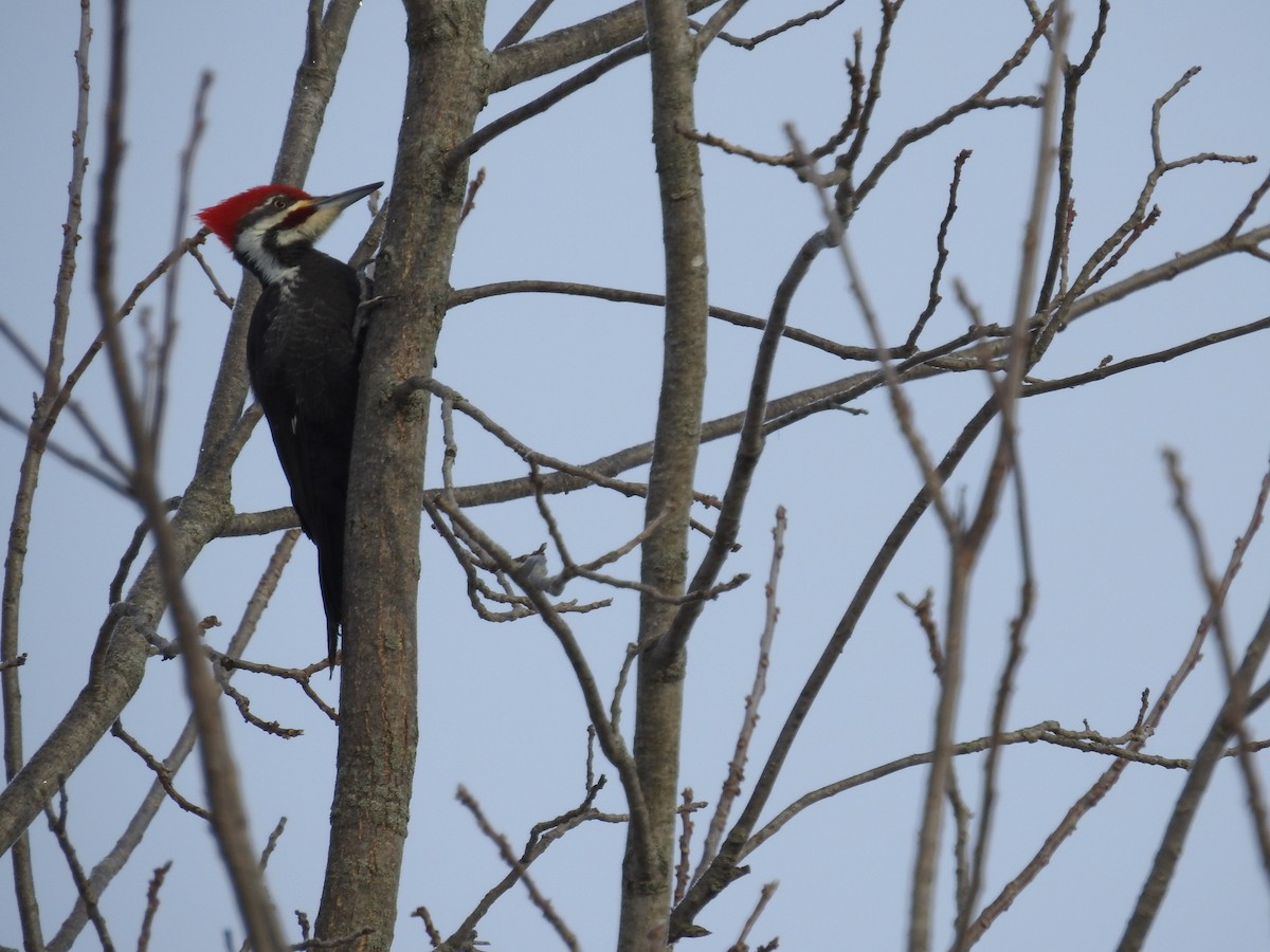 Pileated Woodpecker - ML310033031