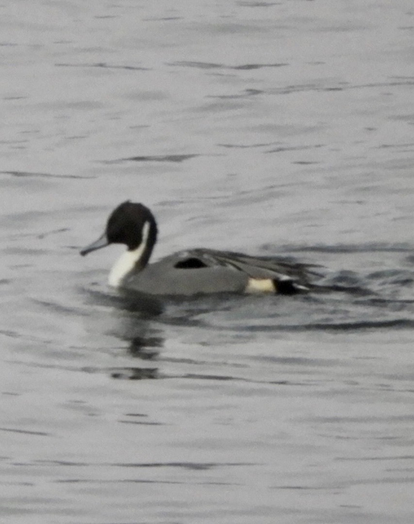 Northern Pintail - ML310033311