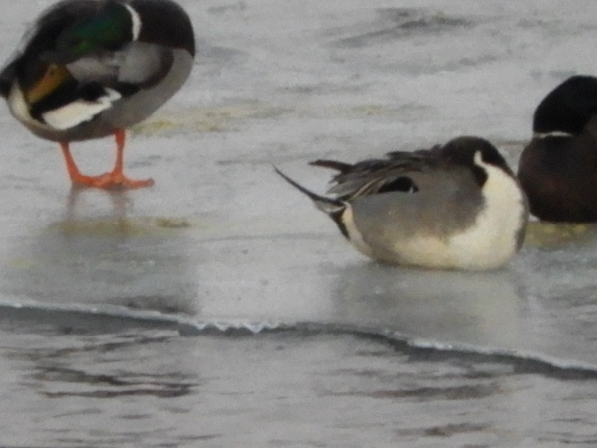 Northern Pintail - Lois Rockhill