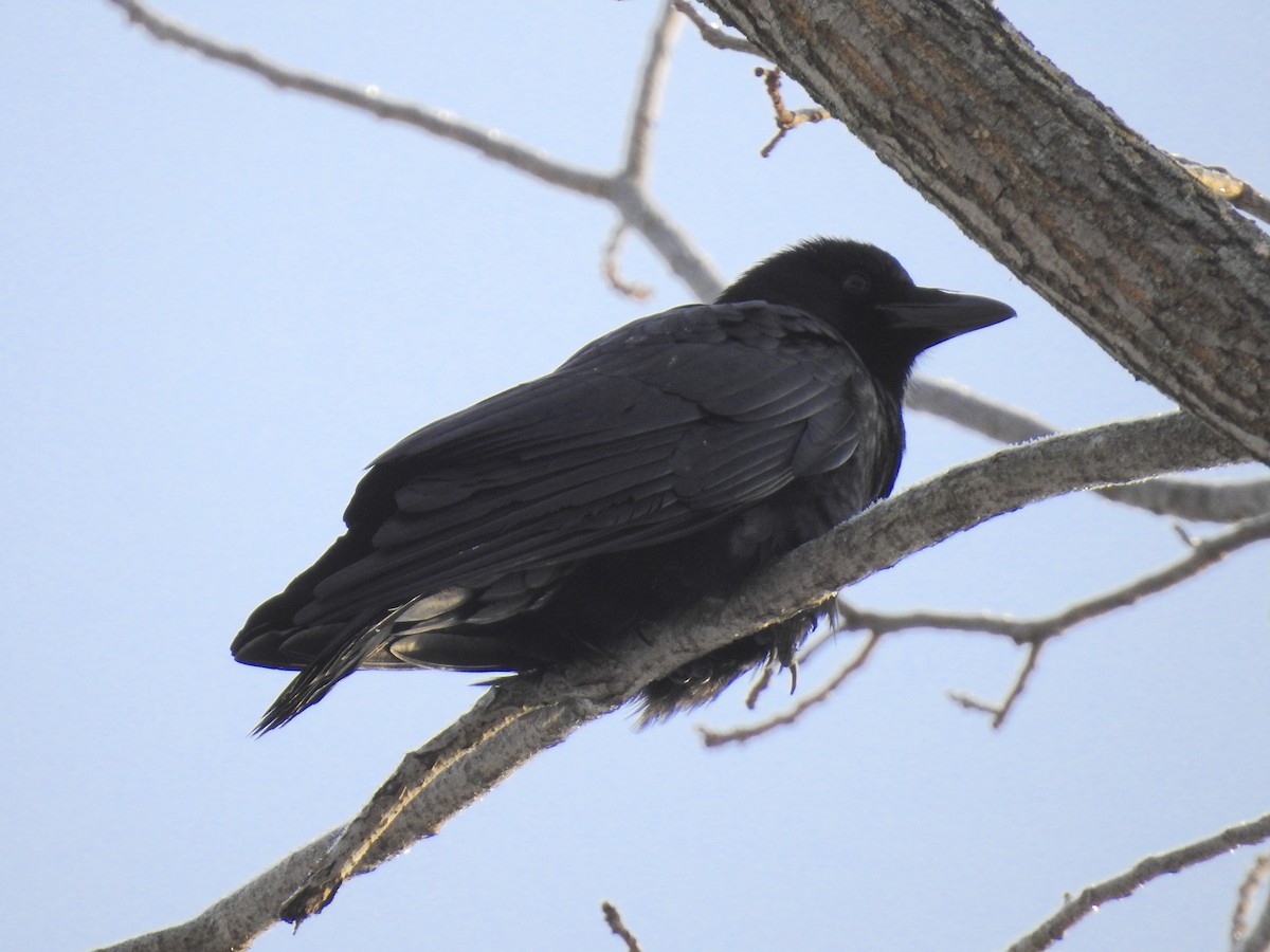 American Crow - James Lukenda