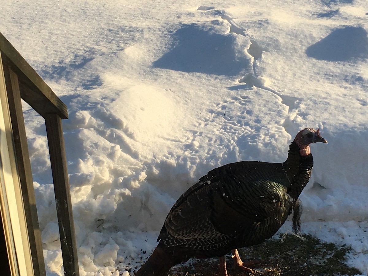 Wild Turkey - ML310033591