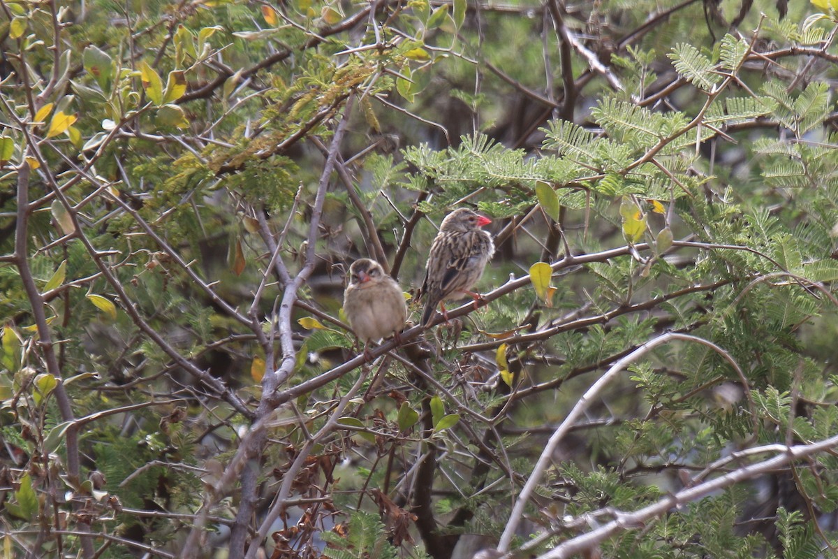 Red-billed Quelea - ML31003451