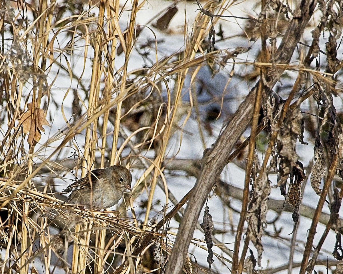 Field Sparrow - ML310036981