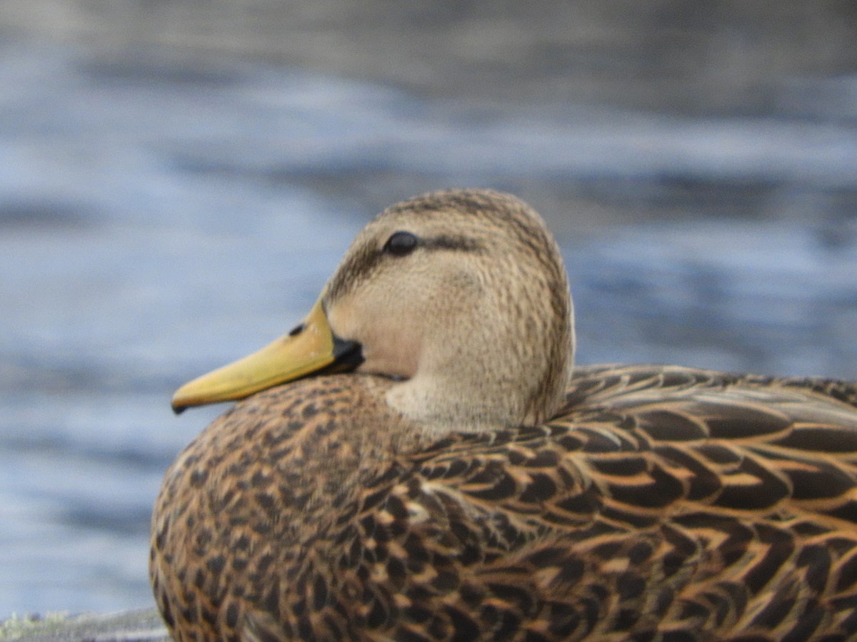 Mottled Duck - Carole Winslow