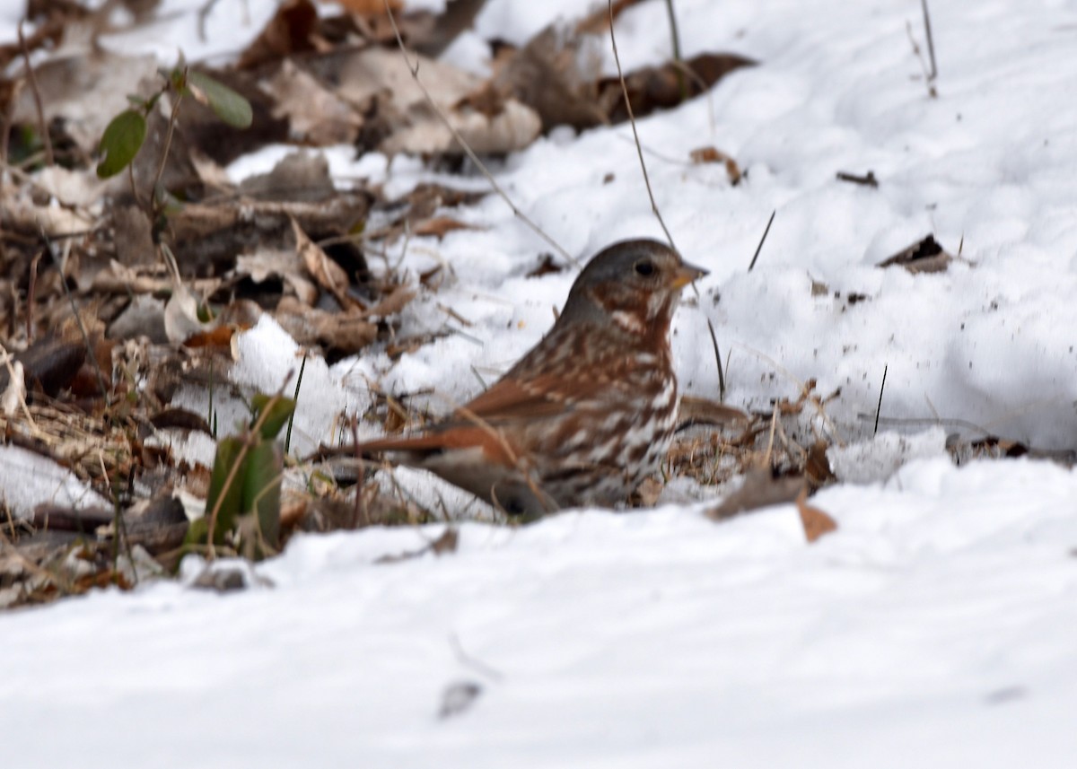 Fox Sparrow (Red) - ML310038901