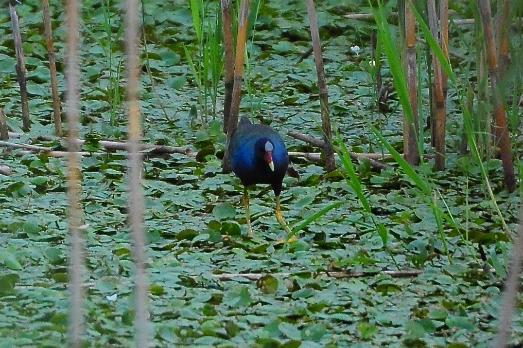 Purple Gallinule - Kate Derbyshire