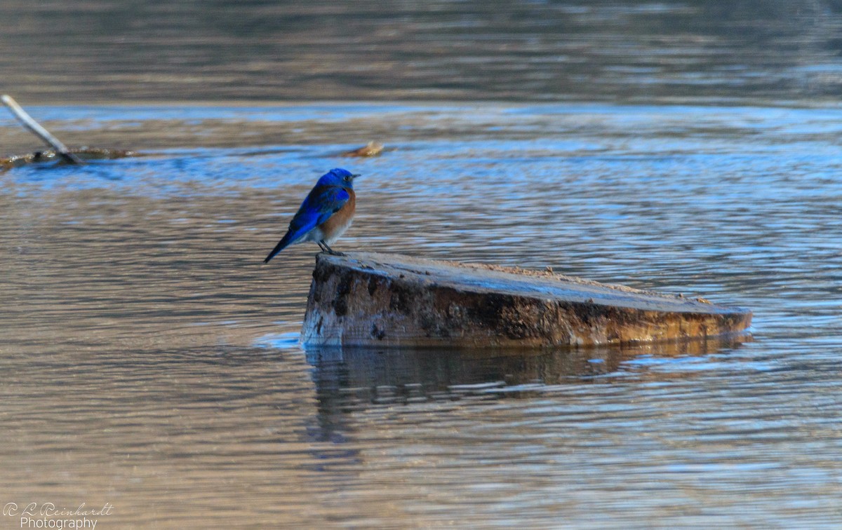 Western Bluebird - ML310044201