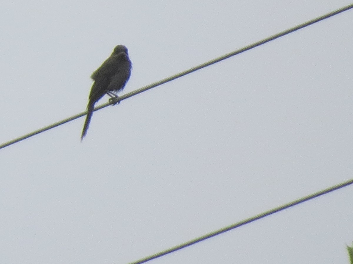 Canada Jay - Andy de Champlain