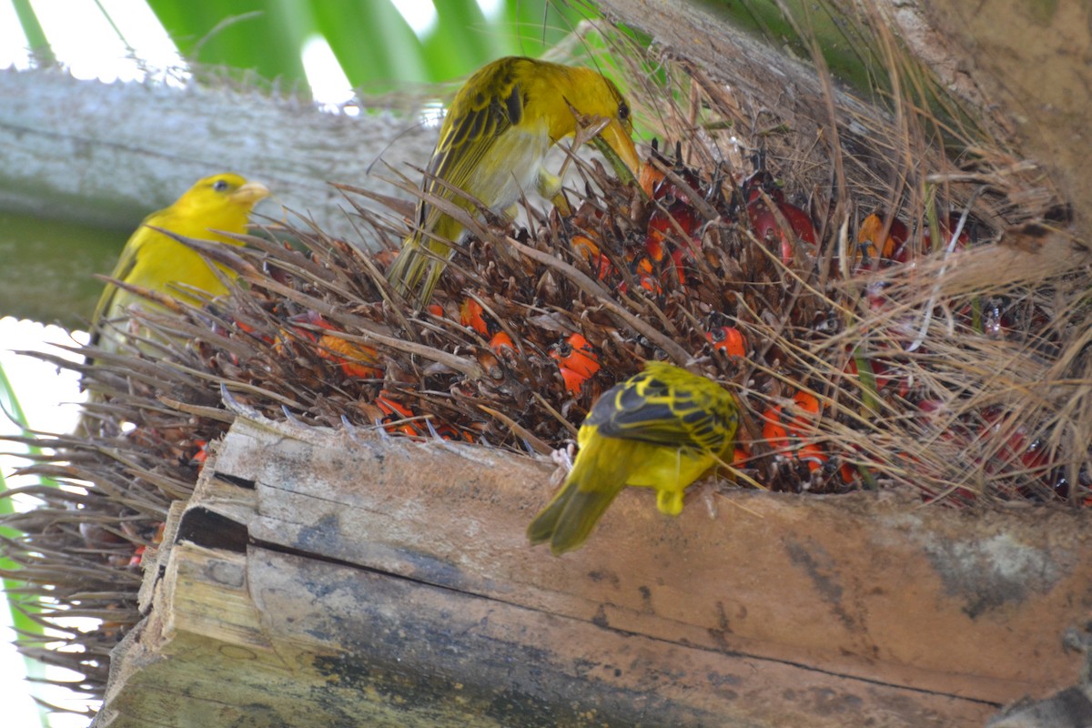 Principe Golden-Weaver - Dasiel Oscar Borroto Escuela