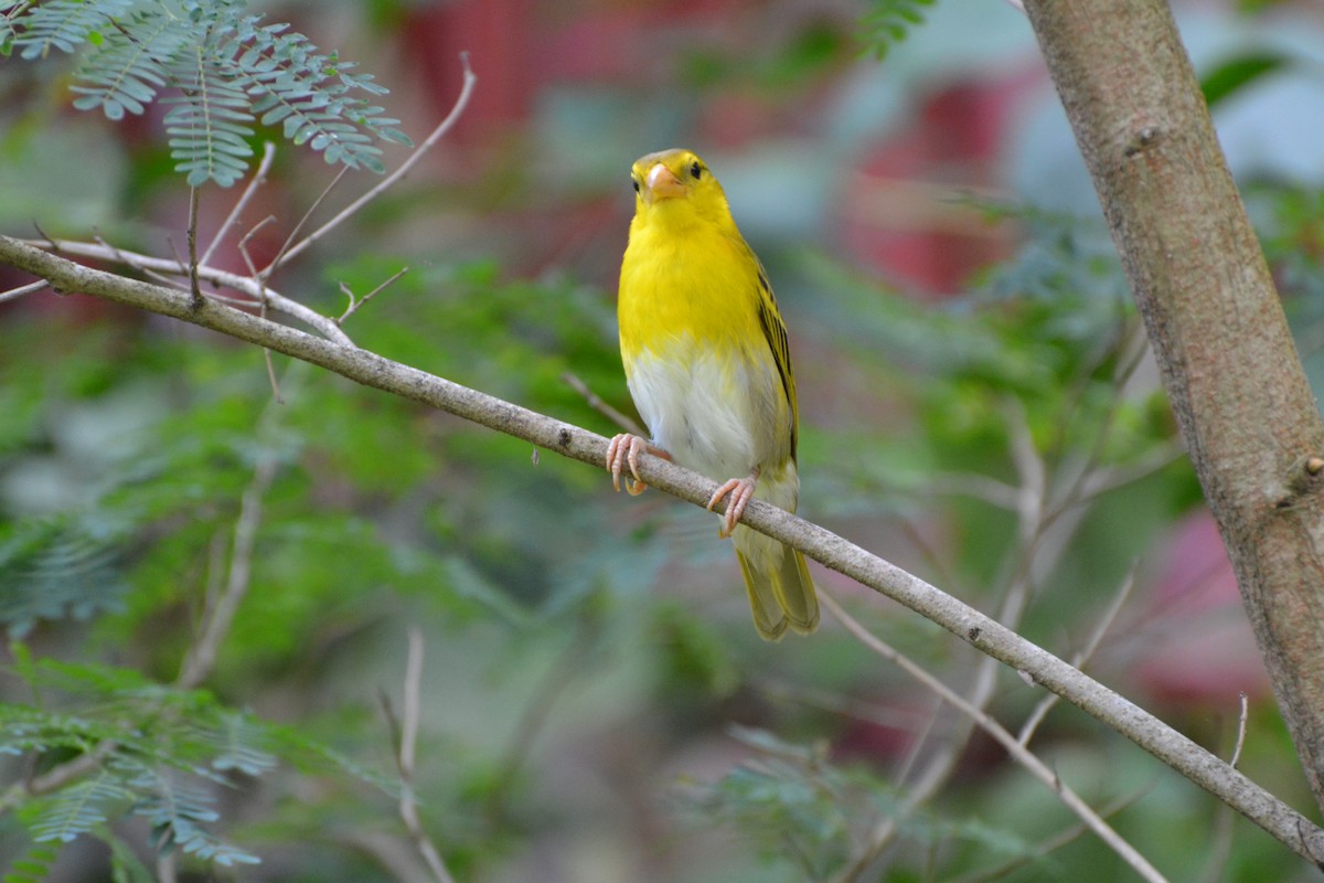 Principe Golden-Weaver - ML310044971