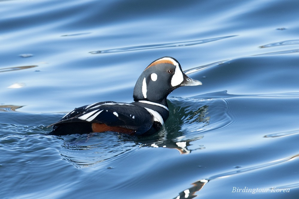 Harlequin Duck - Peter Han