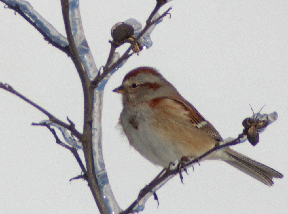 American Tree Sparrow - ML310046281