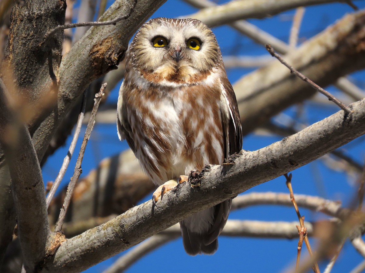 Northern Saw-whet Owl - Ted Floyd