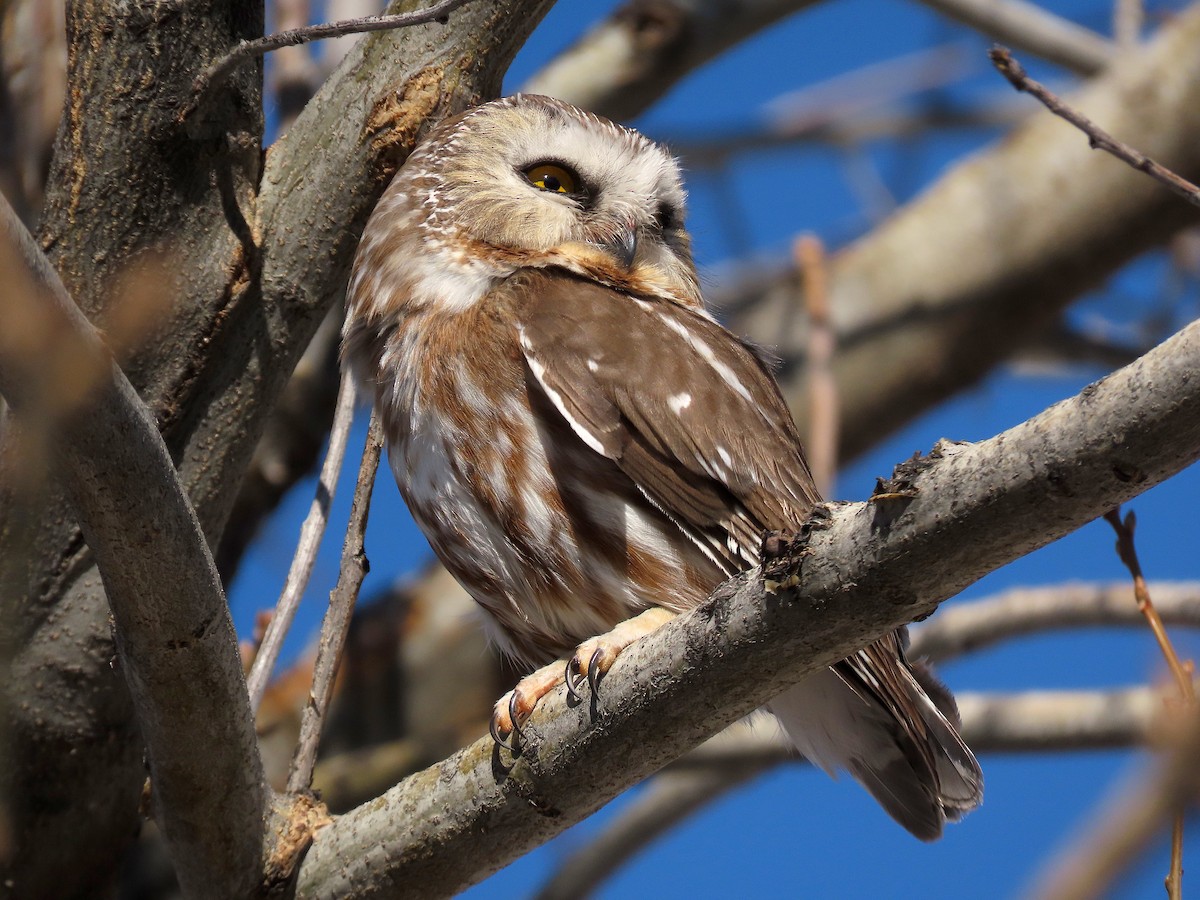 Northern Saw-whet Owl - ML310047031