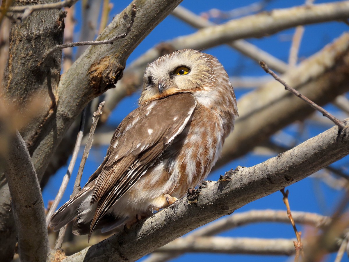 Northern Saw-whet Owl - ML310047051