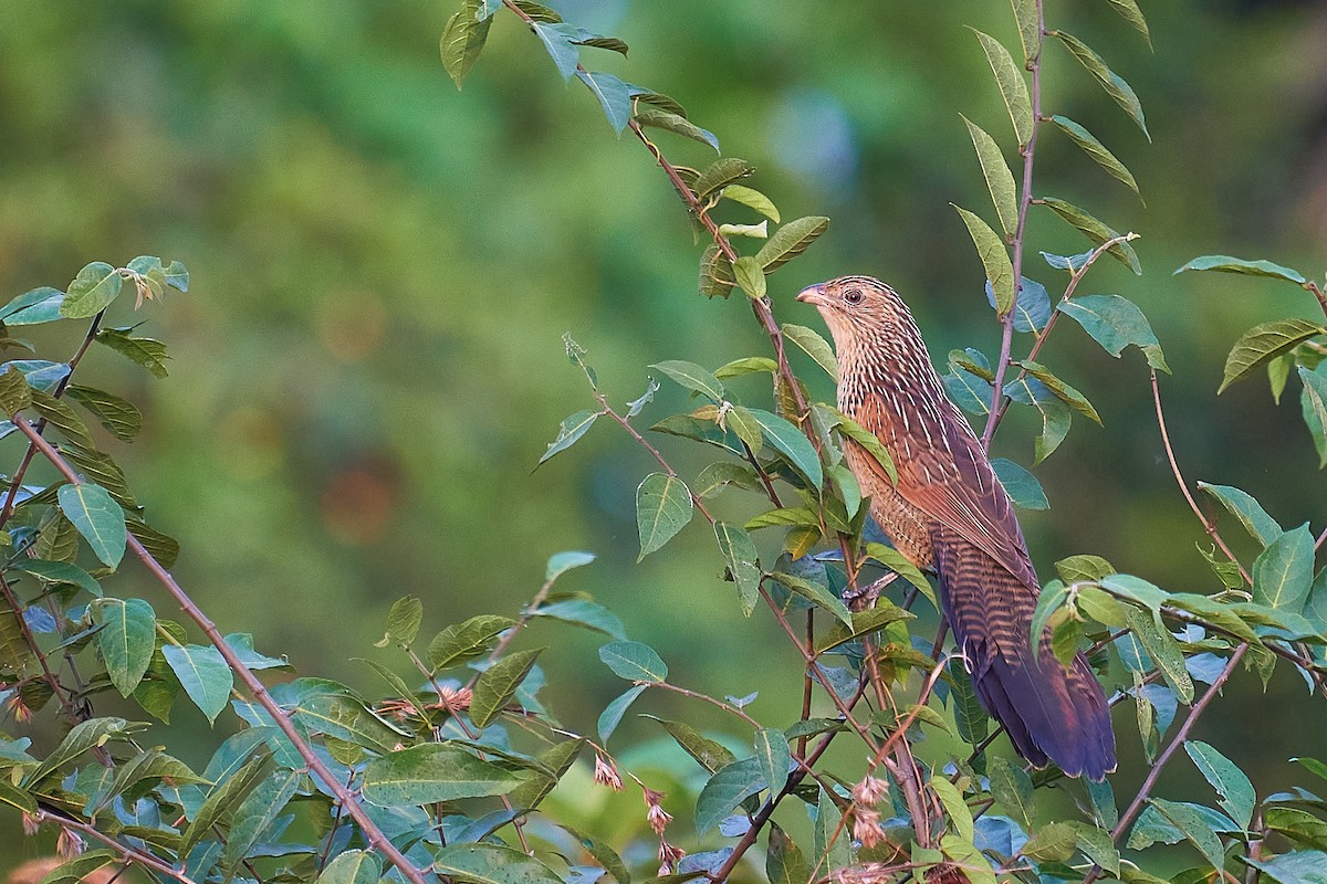 Lesser Coucal - ML310047551