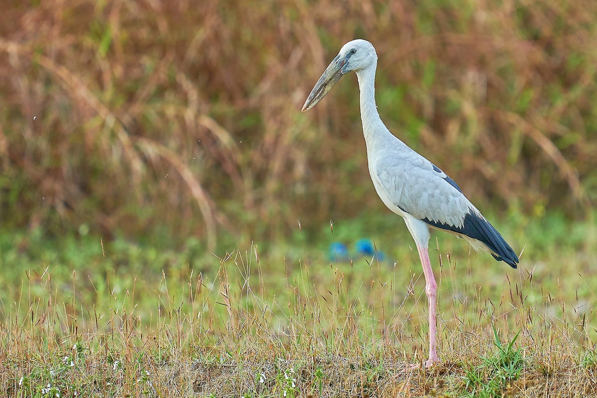 Asian Openbill - Raghavendra  Pai