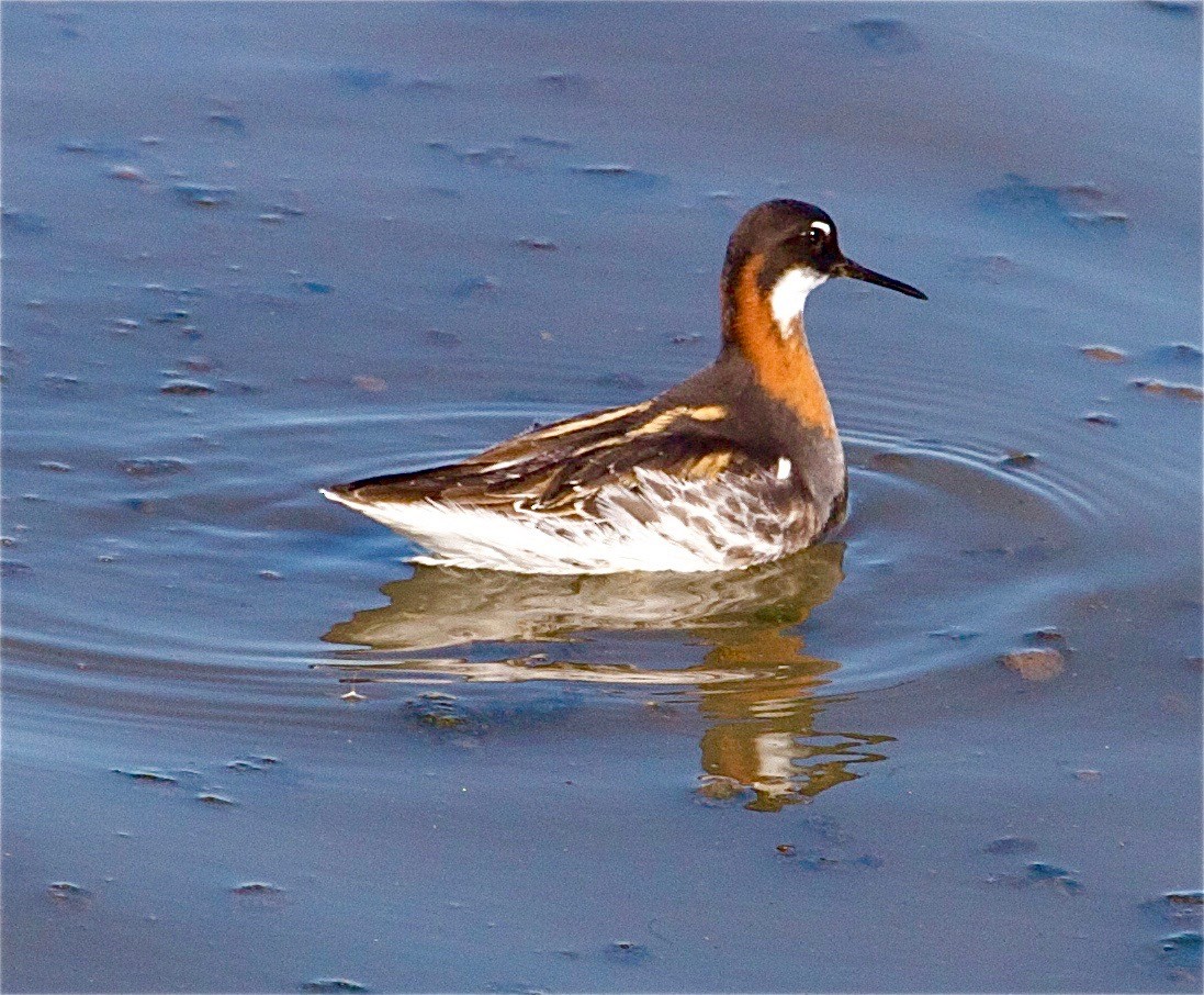 Red-necked Phalarope - Karl Overman