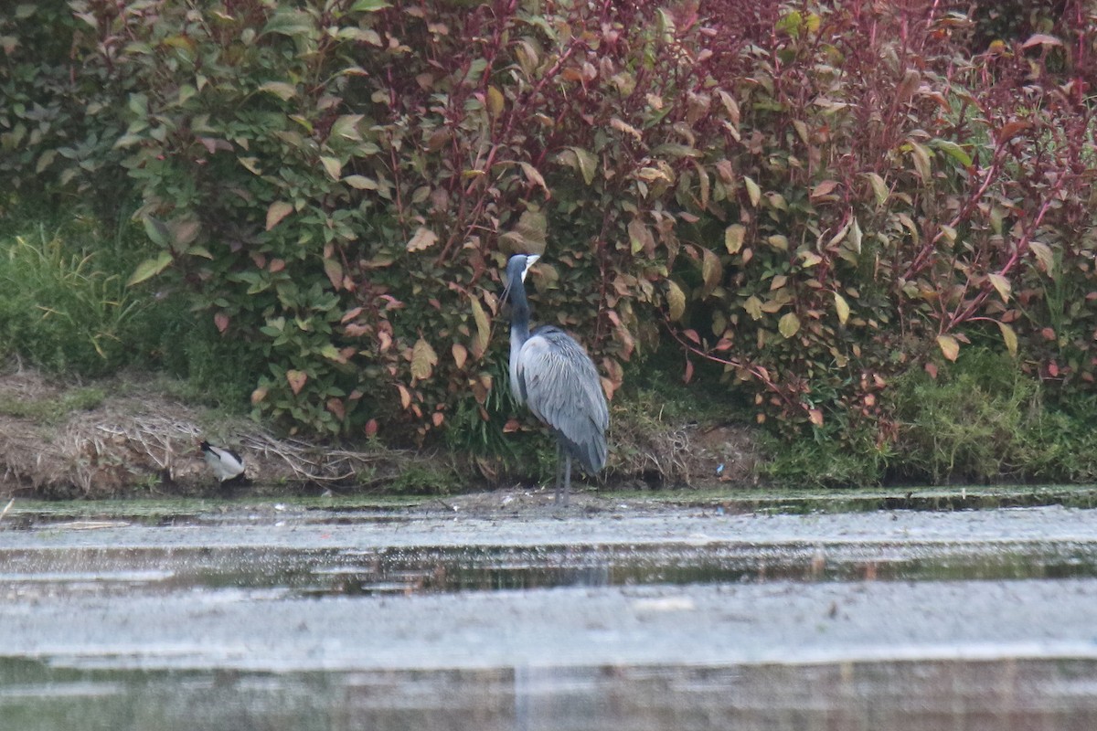 Black-headed Heron - ML31005001