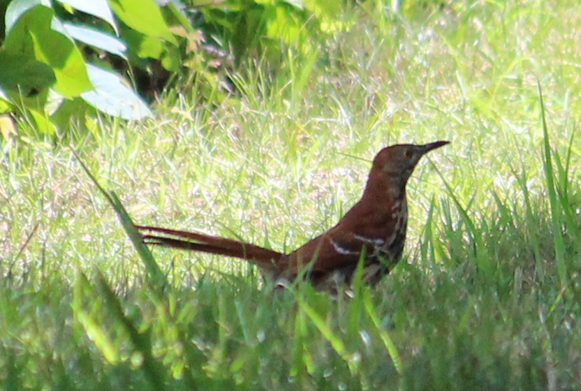 Brown Thrasher - ML31005151