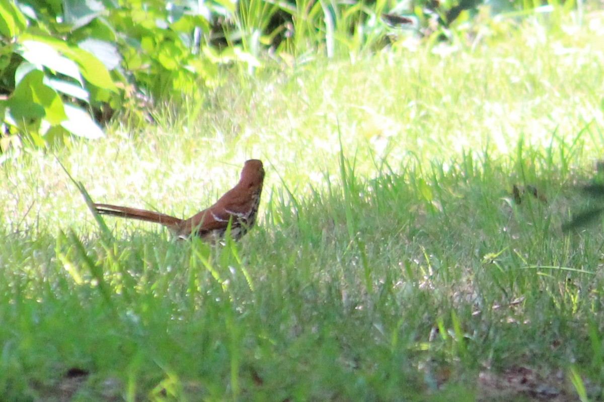 Brown Thrasher - Charlotte Croshaw