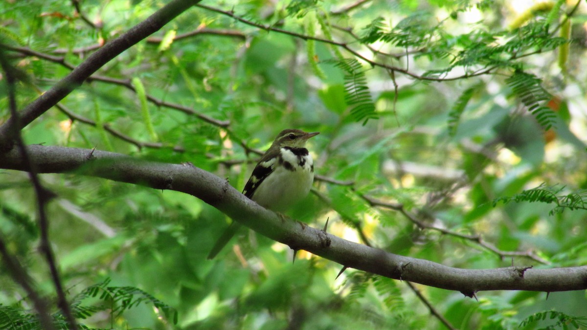 Forest Wagtail - Kavinthiraa Marimuthu