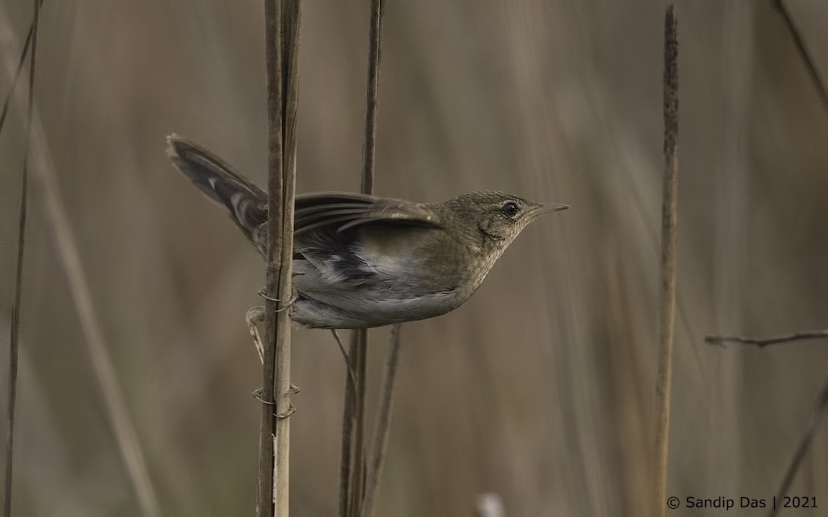 Baikal/Spotted Bush Warbler - ML310051891