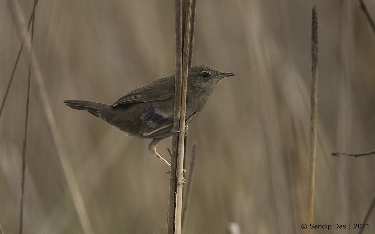 Baikal/Spotted Bush Warbler - ML310051901