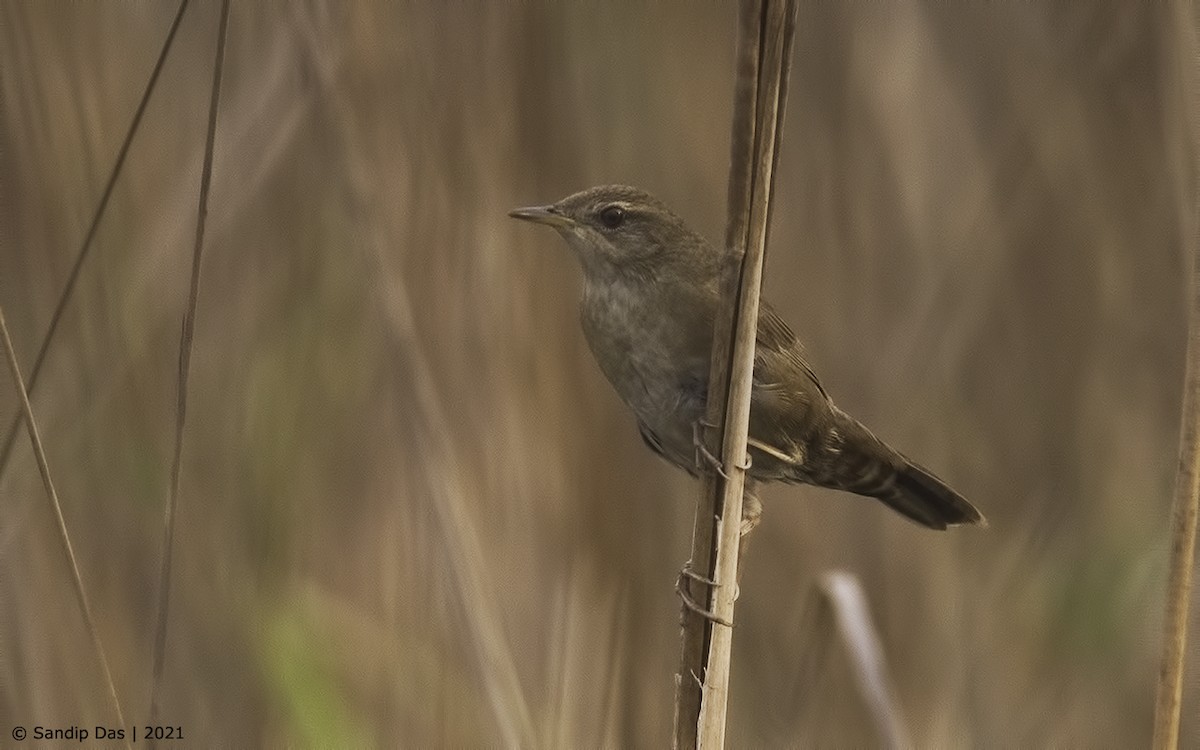 Baikal/Spotted Bush Warbler - ML310051911