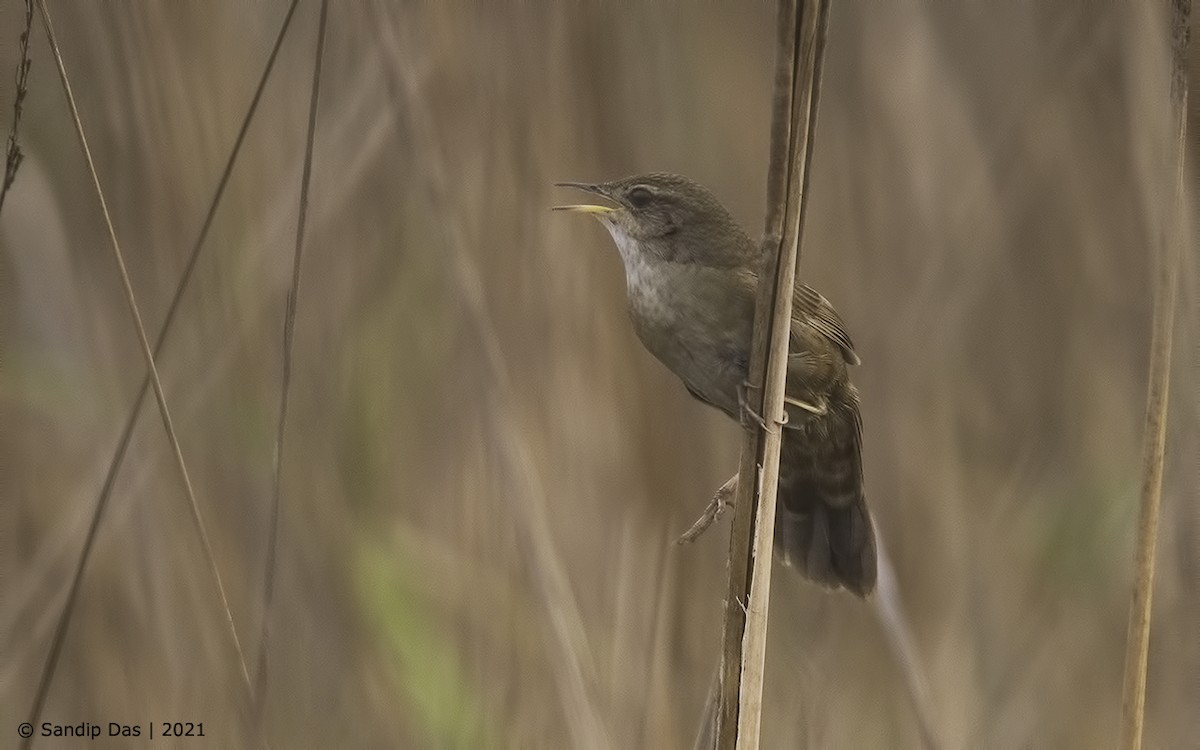 Baikal/Spotted Bush Warbler - ML310051921