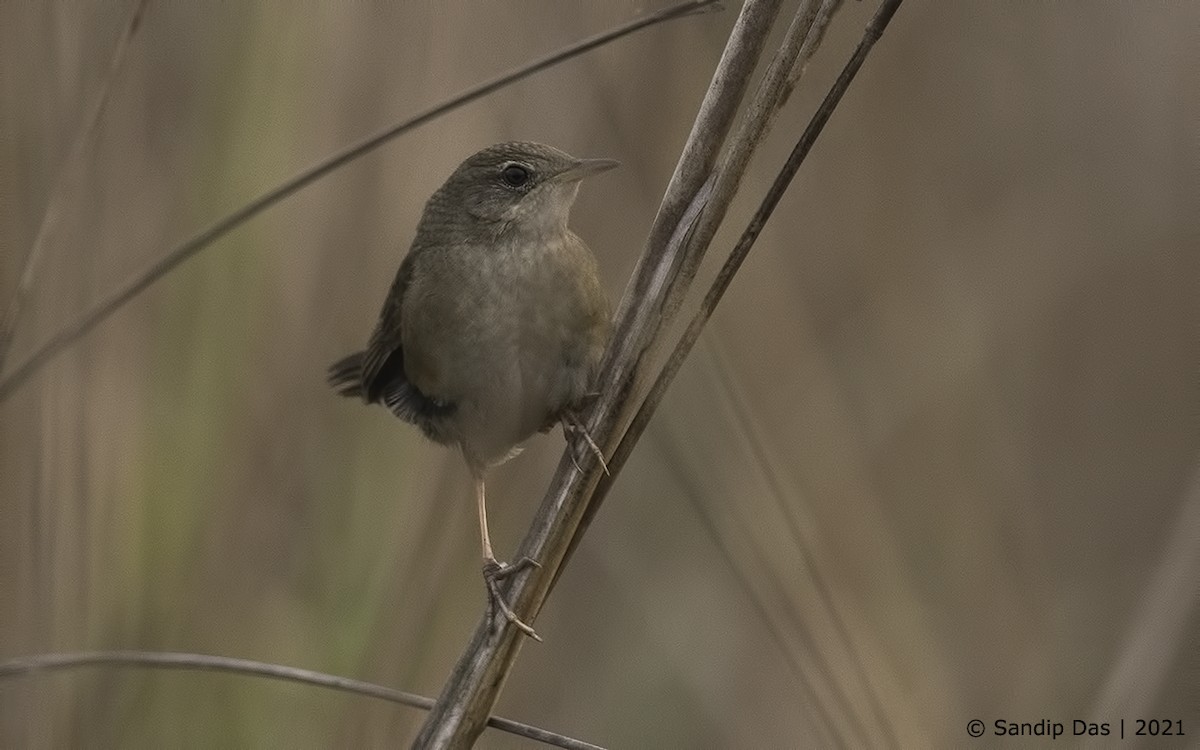 Baikal/Spotted Bush Warbler - ML310051931