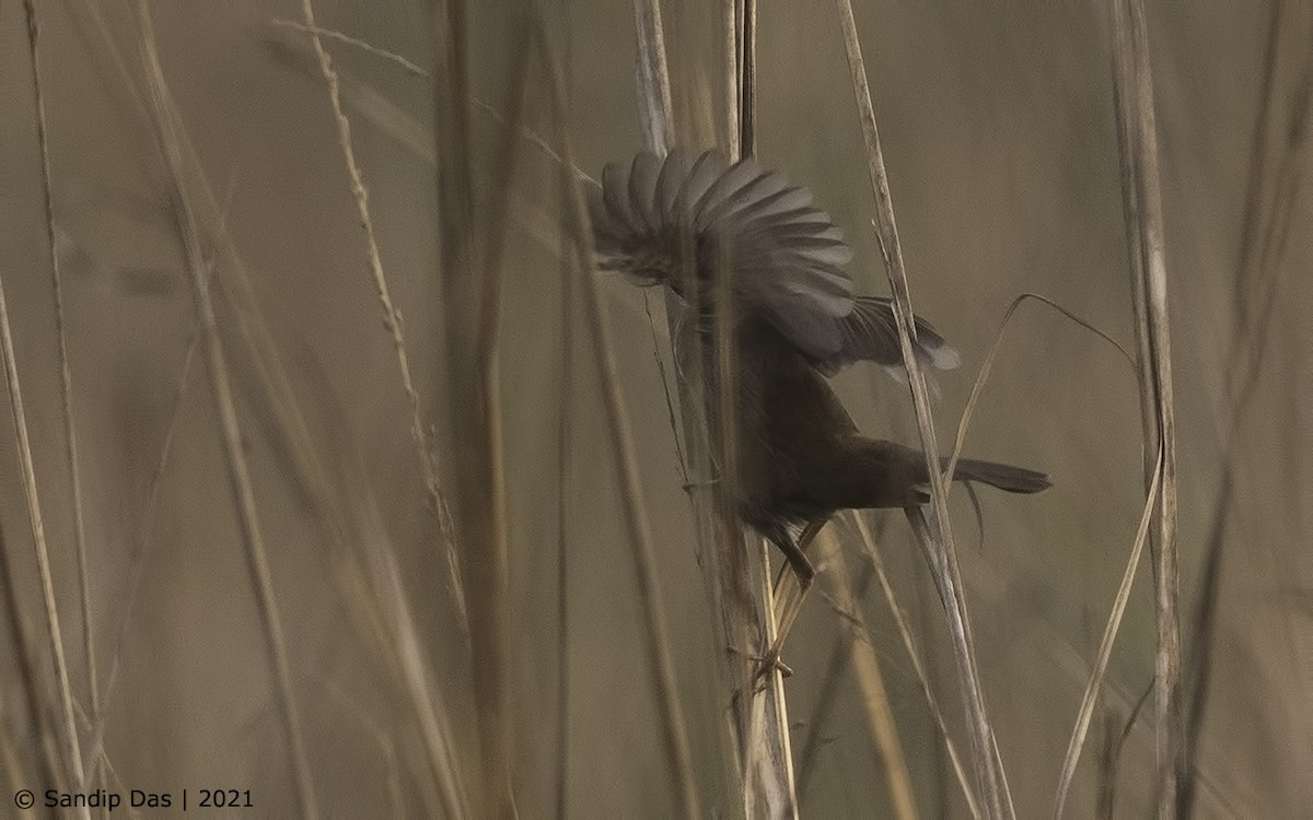 Baikal/Spotted Bush Warbler - ML310051961