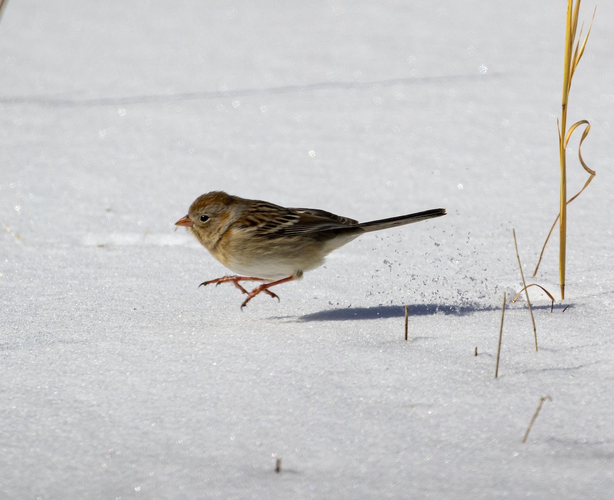 Field Sparrow - ML310052301