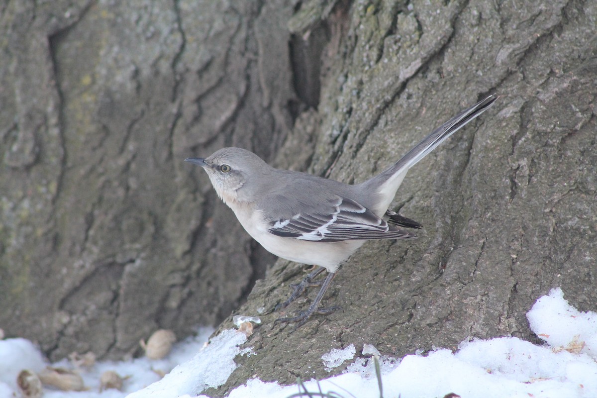 Northern Mockingbird - Ryan Felton