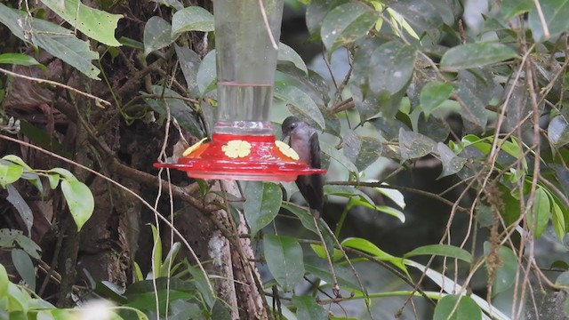 kolibřík šedoprsý - ML310052491